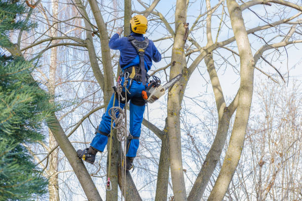 Best Tree Trimming and Pruning  in Beaver Creek, TX