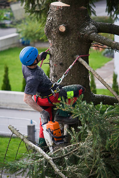 Best Lawn Watering Services  in Beaver Creek, TX