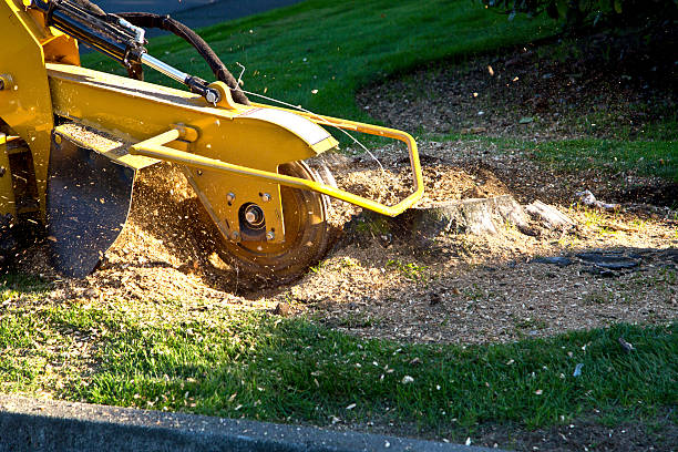 Best Leaf Removal  in Beaver Creek, TX